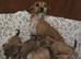 Jack Russell puppies