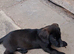 8 labrador x teckel dachund puppies