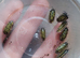 Cubaris, Sinadillo, Spherillo, Armadillidium, Armadillo