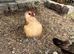 d'Anvers Pullets and stag