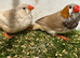 Black breasted orange x triple orange zebra finch