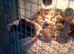 Khaki campbell ducklings