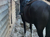 Mare  14hh