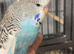 Exhibition budgies baby’s