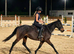 TB mare 15.2 10 yrs calm happy hack teenager’s fun horse