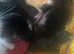 Tica Registered Polydactyl Maine Coons