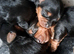 Pedigree yorkies ready June 30th 2026 one Edit All reserved now left!