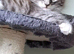 Beautiful silver tabby maine coon kittens