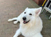 Dog de Bordeaux cross white GSD
