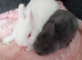 2 baby Netherlands sisters