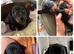 Miniature Dashund Puppy