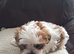 Shihtzu cross Teddy Bear Biewer for sale.