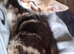 Monty needs new home asap