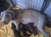 Chunky labrador puppies ready now