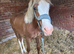 Welsh D yearling