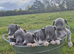 Whippet pups