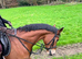 Broodmare/ happy hacker