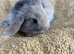 Gorgeous mini lop babies 1 bot 1 girl