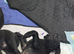 Adorable Cane Corso Puppies