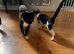 Kittens for sale!