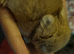 Baby Netherland Dwarf Agouti Male