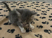 8 week old kittens for sale