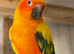 Stunning sun conure parrot for sale