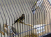 4 Grey goldfinchs Unknown sex f