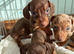 miniature dachshund puppies!! READY TO LEAVE