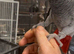 Cango African grey for sale?
