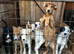 Beautiful Lurcher puppies