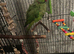 Semi tamed ringneck for sale