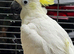 Tame medium sulphur crested cockatoo