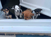 Jack Russel puppy