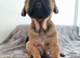 Cane corso puppies