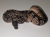Royal python hatchlings