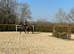 TB mare 15.2h 11yrs old project
