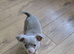 2 x ten week old male pups