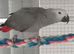 African grey