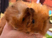 Male guinespigs