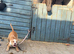 American bull x staff