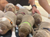 7 Olde English bulldog puppies for sale
