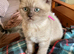 Scottish fold kitten reduced in price