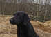 Stud dog, Black labrador retriever