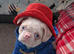 Loving platinum pink koi female pug with blue eyes