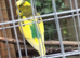 2025 Budgies For Sale