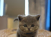 Gorgeous British Shorthair kittens