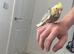 Baby cockatiel