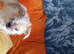 Sweet 4 month old puppy X Lasa Chowiwa