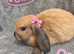 One Gorgeous Mini Lop Baby Ready now!